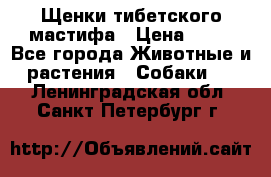 Щенки тибетского мастифа › Цена ­ 80 - Все города Животные и растения » Собаки   . Ленинградская обл.,Санкт-Петербург г.